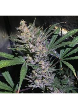 White Diesel Haze Automatic