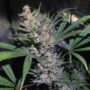 White Diesel Haze Automatic