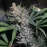 White Diesel Haze Automatic