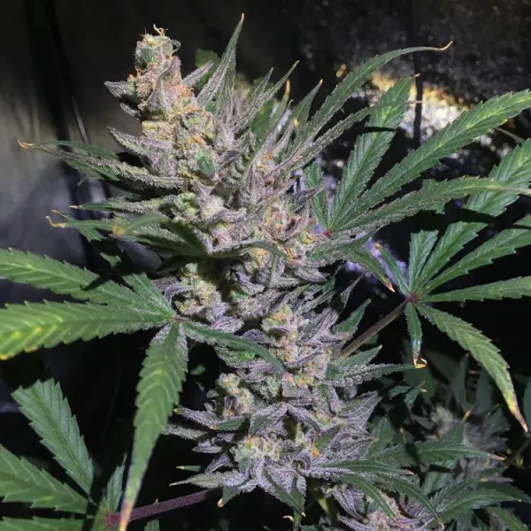 Насіння коноплі White Diesel Haze Automatic