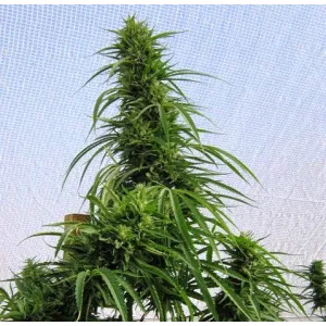 Big Chimgan Feminised Big Chimgan Feminised