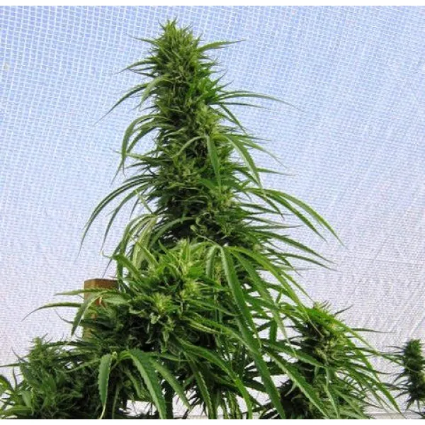 Семена конопли Big Chimgan Feminised