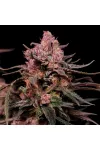 Black Opium Feminised
