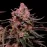 Black Opium Feminised