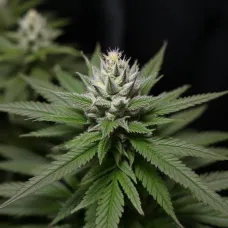 Автоцветущие сорта марихуаны как выращивать