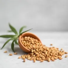 Топ‑10 вопросов о семенах конопли: ответы экспертов