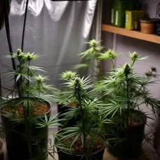 Выращивание конопли дома