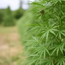 Дефолиация автоцветов каннабиса Дефолиация автоцветов каннабиса