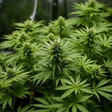 Как ухаживать за марихуаной в горшке