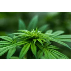 Чи потрібні коноплі листя? Думка садівників