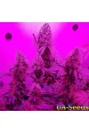 8 Ball Kush Feminised by BullySeeds