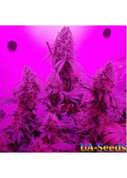 8 Ball Kush Feminised by BullySeeds