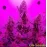 8 Ball Kush Feminised by BullySeeds