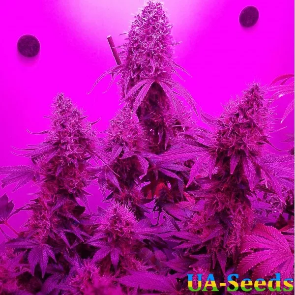 Насіння конопель 8 Ball Kush Feminised by BullySeeds