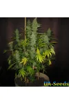 Afghan Kush Feminised BullySeeds Afghan Kush Feminised BullySeeds