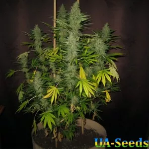 Afghan Kush Feminised BullySeeds