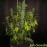 Afghan Kush Feminised BullySeeds