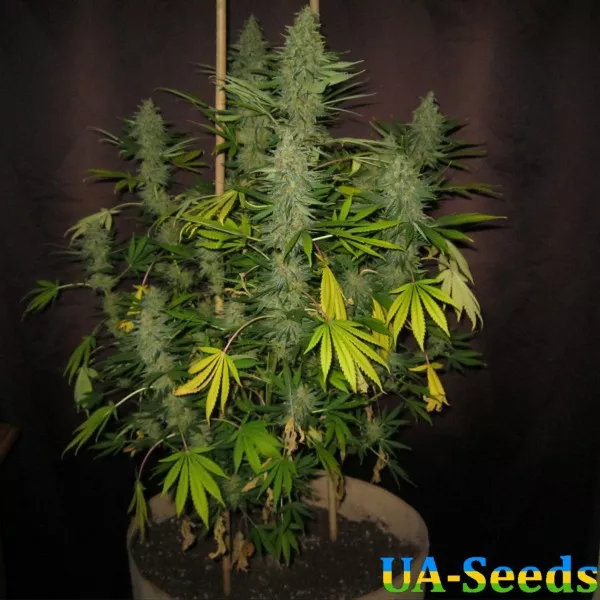 Насіння коноплі Afghan Kush Feminised by BullySeeds