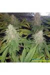 Ak 47 Feminised by BullySeeds