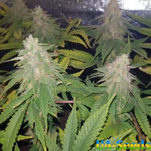 Насіння коноплі Ak 47 Feminised by BullySeeds