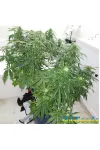 Auto 60 Day Wonder by BullySeeds Auto 60 Day Wonder by BullySeeds