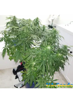 Auto 60 Day Wonder by BullySeeds