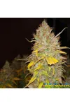Auto Afghan Kush Feminised by BullySeeds