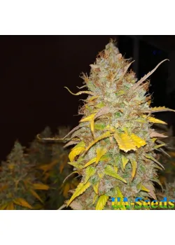 Auto Afghan Kush Feminised by BullySeeds