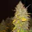 Auto Afghan Kush Feminised by BullySeeds