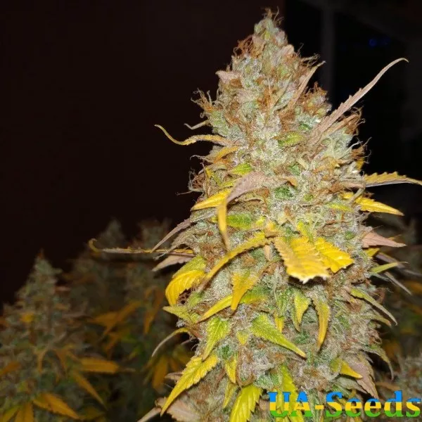 Насіння конопель Auto Afghan Kush Feminised by BullySeeds