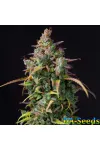 Auto Blueberry by BullySeeds
