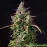 Auto Blueberry by BullySeeds