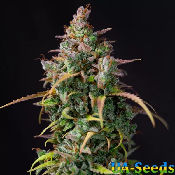 Насіння конопель Auto Blueberry by BullySeeds