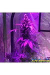 Auto G14 by BullySeeds