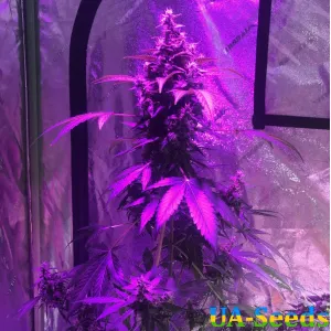 Auto G14 by BullySeeds