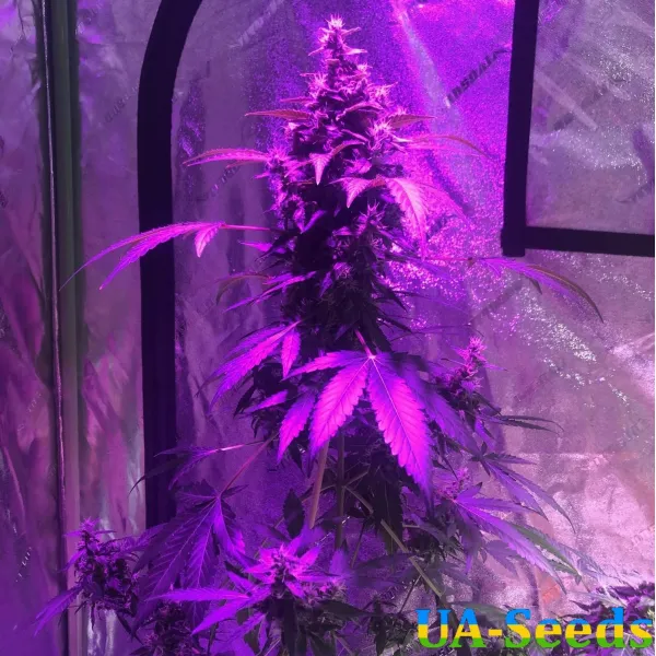 Насіння конопель Auto G14 by BullySeeds