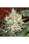 Auto Kali Mist by BullySeeds