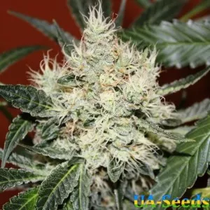 Auto Kali Mist by BullySeeds