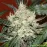 Auto Kali Mist by BullySeeds