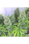 Auto Kali Mist Feminised by BullySeeds