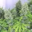 Auto Kali Mist Feminised by BullySeeds