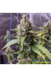 Auto Nl by BullySeeds