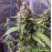 Auto Nl by BullySeeds