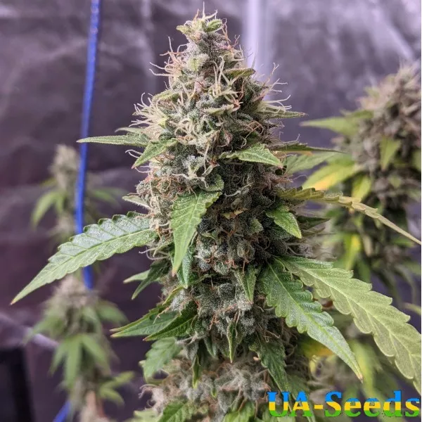 Семена конопли Auto Nl by BullySeeds