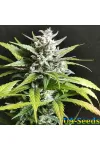 Auto Nyc Diesel by BullySeeds