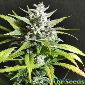 Auto Nyc Diesel by BullySeeds