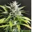 Auto Nyc Diesel by BullySeeds
