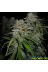 Auto Power Plant Feminised by BullySeeds