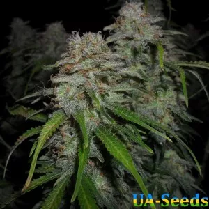 Auto Power Plant Feminised by BullySeeds