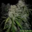 Auto Power Plant Feminised by BullySeeds